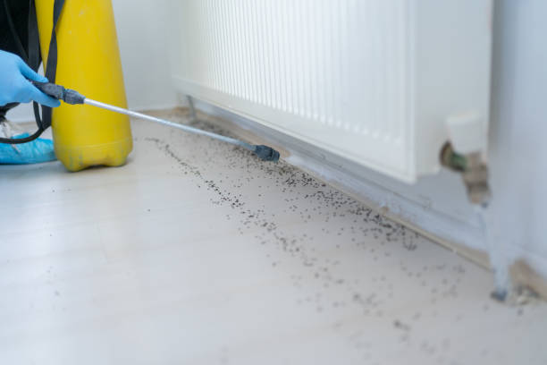 Best Flea Control Services  in Hollister, MO